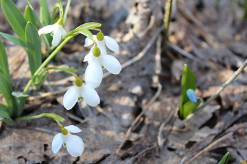 snowdrops in forest