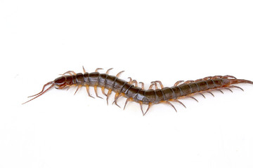 cenitipede isolated on white background ,creepy head