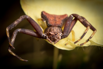 A crab spider sitting on a yellow flower