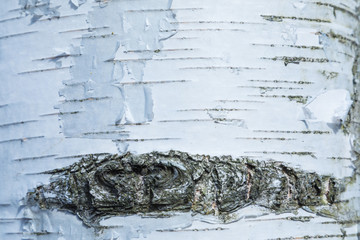 The macro shot of birch bark texture or background