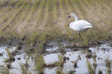 田んぼで休憩しているコハクチョウです