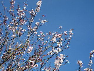 Prunus in bloom in a blue sky.