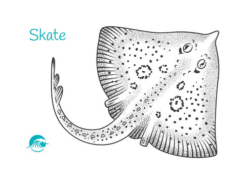 Skate hand-drawn illustration