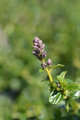 Creeping blue blossom