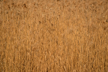 old grass in the river