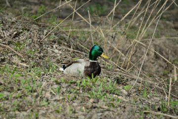 duck in the park