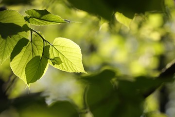 Fototapeta na wymiar Spring linden leaves in the forest