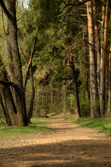 Obraz premium path in the forest