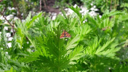 Spring nature green beautiful park