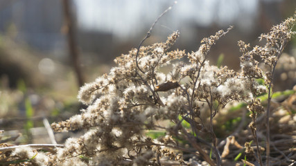 Dry autumn leaves on a sunny spring day
