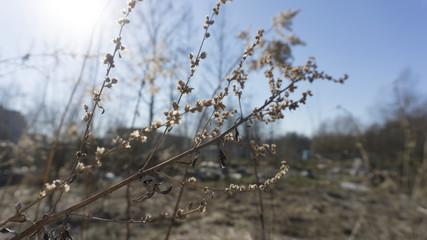 Dry autumn leaves on a sunny spring day
