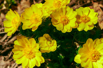 Adonis vernalis is a perennial flowering plant in steppe. Early spring flowers. Beautiful yellow wildflowers. Spring mood. Blooms in early spring