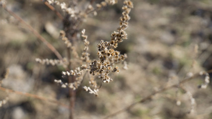 Dry autumn leaves on a sunny spring day