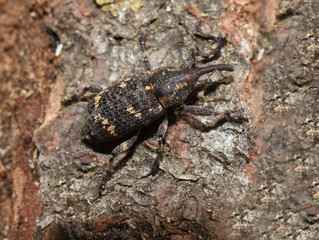 Pine weevil Pinodes pini on  a piece of bark
