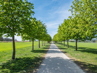 Allee mit jungen Bäumen im Frühling
