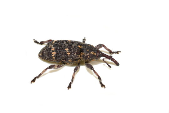 Pine weevil Pissodes pini isolated on white background