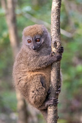 Eastern lesser bamboo lemur (Hapalemur griseus), .in its natural environment in Madagascar