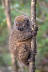 Eastern lesser bamboo lemur (Hapalemur griseus), .in its natural environment in Madagascar