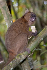 Eastern lesser bamboo lemur (Hapalemur griseus), .in its natural environment in Madagascar