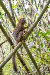 Eastern lesser bamboo lemur (Hapalemur griseus), .in its natural environment in Madagascar