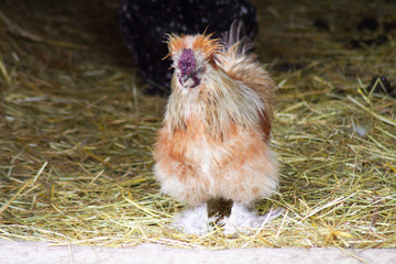 poule