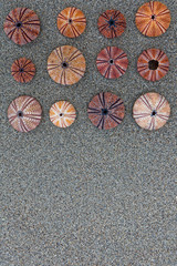 colorful redish sea shells on wet sand top view close up, space for text