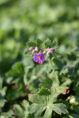 Blühender Balkan-Storchschnabel (Geranium macrorrhizum)