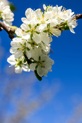 White flowers on the blue sky.