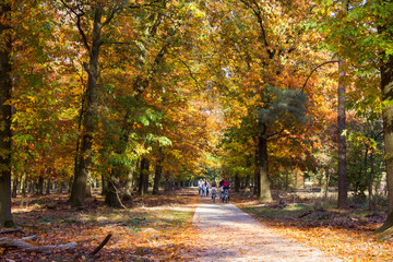 Cycling trough the woods in national park De hoge veluwe in the Netherlands in autumn