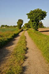 Fototapeta na wymiar A path in Brittany