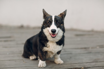 Corgi welsh cardigan smiling puppy dog