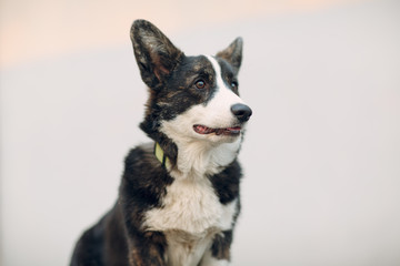 Corgi welsh cardigan puppy dog on white background