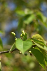 Unreife Süßkirschen am Baum