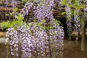 Obraz premium 藤の花 埼玉県春日部市牛島