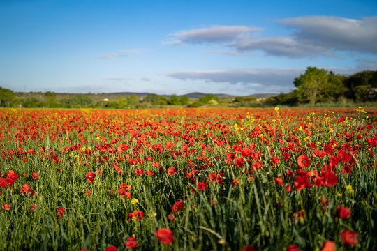 coquelicot © donovan