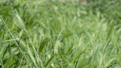 Fototapeta na wymiar Wild grasses in Rome and Alban Lake