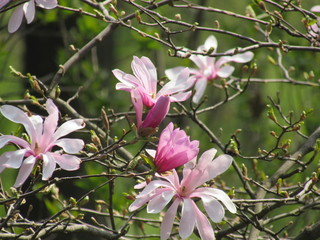 pink flowers in garden