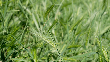 Wild grasses in Rome and Alban Lake