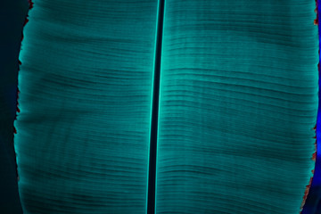 Banana leaf close-up, abstract perspective, stripes, textures, blue leaves, light and shadow, modifiable material