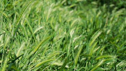 Fototapeta na wymiar Wild grasses in Rome and Alban Lake