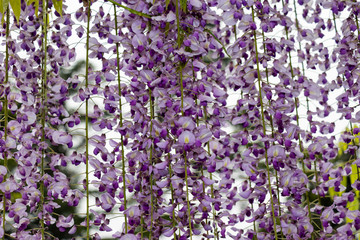 Fototapeta premium 藤の花 埼玉県春日部市牛島