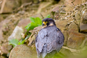 Peregrine Falcon (Falco peregrinus) 