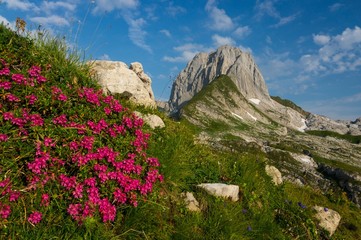 Altmann mit Alpenrosen