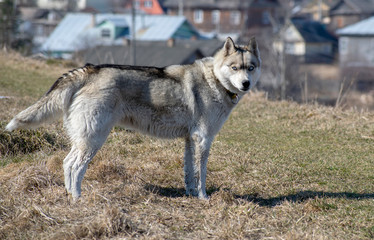 Husky wolf in nature and in the city - a beautiful animal.