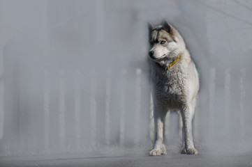 Husky wolf in nature and in the city - a beautiful animal.