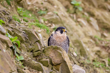 Peregrine Falcon (Falco peregrinus) 