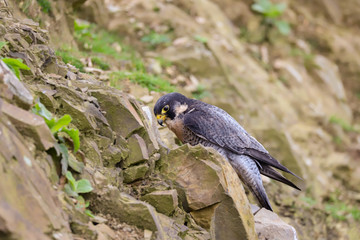 Peregrine Falcon (Falco peregrinus) 