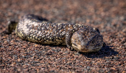Shingle-back lizard on gravel on a sunny day in south Australia
