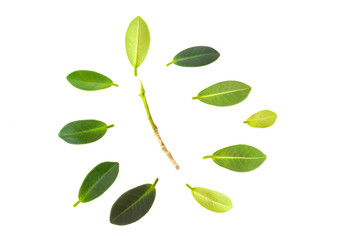 Isolated leaf on white background