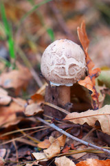 the mushroom grows in the forest by foliage